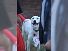 LEVKI, Hund, Mischlingshund in Griechenland - Bild 2