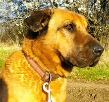 YANA, Hund, Mischlingshund in Bulgarien - Bild 1