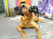 YANA, Hund, Mischlingshund in Bulgarien - Bild 5