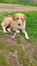 ISALIE, Hund, Mischlingshund in Wetzlar - Bild 1