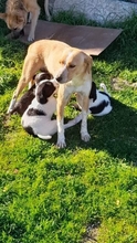 ISALIE, Hund, Mischlingshund in Wetzlar - Bild 2