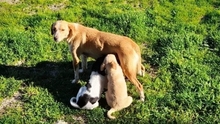 ISALIE, Hund, Mischlingshund in Wetzlar - Bild 3