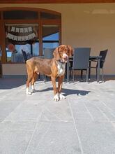 KUBER, Hund, Mischlingshund in Bulgarien - Bild 1
