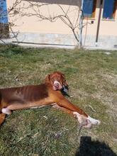 KUBER, Hund, Mischlingshund in Bulgarien - Bild 2