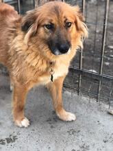 LATTE, Hund, Mischlingshund in Bulgarien - Bild 1
