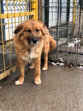 LATTE, Hund, Mischlingshund in Bulgarien - Bild 3