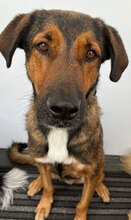 KASPERWURST, Hund, Mischlingshund in Maisach - Bild 1