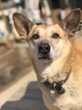 MATILDA, Hund, Mischlingshund in Bulgarien - Bild 1