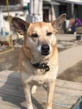 MATILDA, Hund, Mischlingshund in Bulgarien - Bild 3