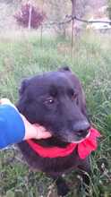 NERINA, Hund, Labrador-Mix in Italien - Bild 6