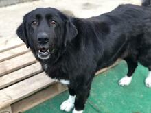 RUSKA, Hund, Mischlingshund in Bulgarien - Bild 2