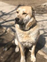 ZARI, Hund, Mischlingshund in Bulgarien - Bild 2
