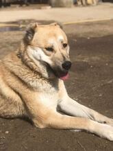 ZARI, Hund, Mischlingshund in Bulgarien - Bild 3