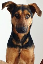 INDRA, Hund, Mischlingshund in Griechenland - Bild 1