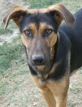 INDRA, Hund, Mischlingshund in Griechenland - Bild 10