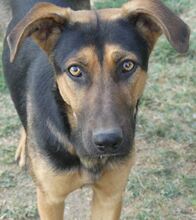 INDRA, Hund, Mischlingshund in Griechenland - Bild 12