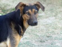 INDRA, Hund, Mischlingshund in Griechenland - Bild 16