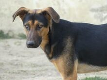 INDRA, Hund, Mischlingshund in Griechenland - Bild 18