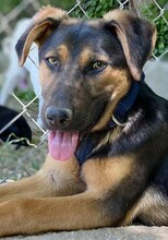INDRA, Hund, Mischlingshund in Griechenland - Bild 20