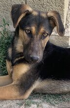 INDRA, Hund, Mischlingshund in Griechenland - Bild 22