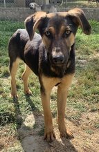 INDRA, Hund, Mischlingshund in Griechenland - Bild 23