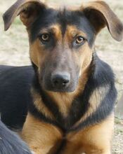INDRA, Hund, Mischlingshund in Griechenland - Bild 9