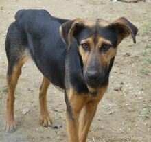 IRIS, Hund, Mischlingshund in Griechenland - Bild 18