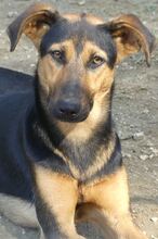 IRIS, Hund, Mischlingshund in Griechenland - Bild 19