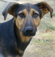 IRIS, Hund, Mischlingshund in Griechenland - Bild 20