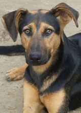 IRIS, Hund, Mischlingshund in Griechenland - Bild 22