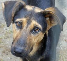 IRIS, Hund, Mischlingshund in Griechenland - Bild 23