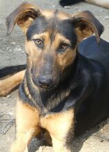 IRIS, Hund, Mischlingshund in Griechenland - Bild 24