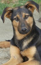 IRIS, Hund, Mischlingshund in Griechenland - Bild 9