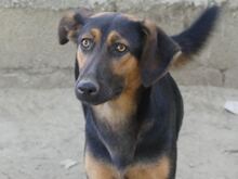 INDY, Hund, Mischlingshund in Griechenland - Bild 1