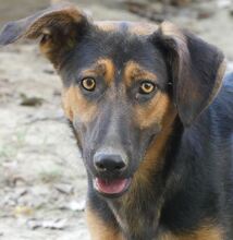INDY, Hund, Mischlingshund in Griechenland - Bild 3