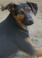 INDY, Hund, Mischlingshund in Griechenland - Bild 5