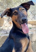 INDY, Hund, Mischlingshund in Griechenland - Bild 8
