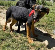 INDY, Hund, Mischlingshund in Griechenland - Bild 9