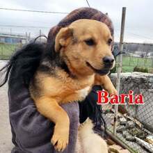 BARIA, Hund, Mischlingshund in Bulgarien - Bild 1