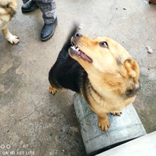 BARIA, Hund, Mischlingshund in Bulgarien - Bild 4
