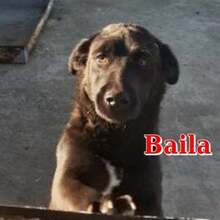 BAILA, Hund, Mischlingshund in Bulgarien - Bild 1