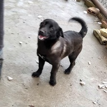 BAILA, Hund, Mischlingshund in Bulgarien - Bild 2