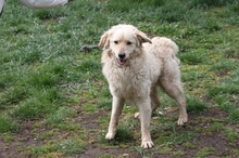 HARRY, Hund, Mischlingshund in Ungarn - Bild 1