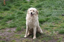 HARRY, Hund, Mischlingshund in Ungarn - Bild 2