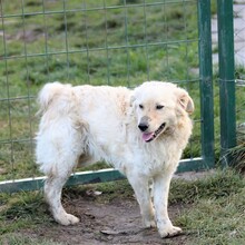 HARRY, Hund, Mischlingshund in Ungarn - Bild 4
