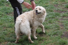 HARRY, Hund, Mischlingshund in Ungarn - Bild 5