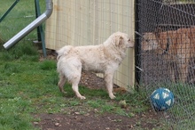 HARRY, Hund, Mischlingshund in Ungarn - Bild 6