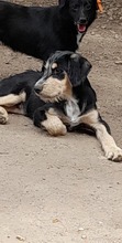 HARDY, Hund, Mischlingshund in Rumänien - Bild 1