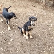 HARDY, Hund, Mischlingshund in Rumänien - Bild 3