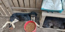 HARDY, Hund, Mischlingshund in Rumänien - Bild 6